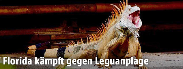 Leguan