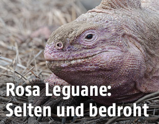 Rosa Leguan