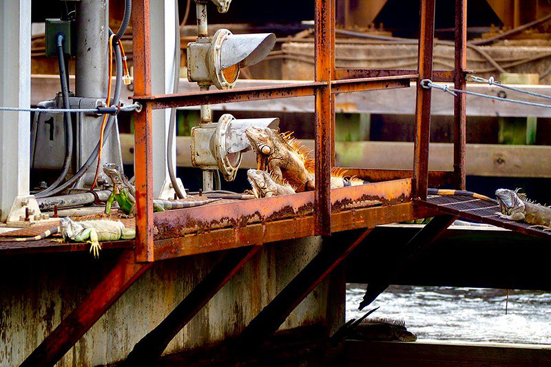 © ORF.at/Sophia Felbermair Leguane auf einer Brücke
