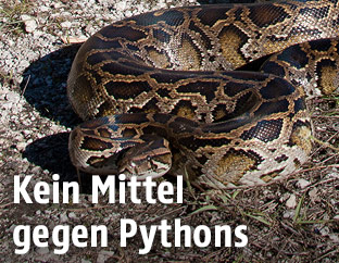 Python in den Everglades