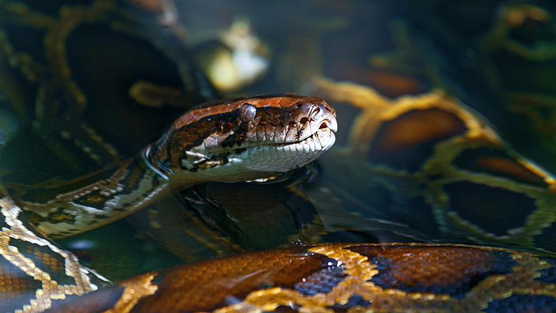 © Getty Images/Sergeytimofeev Python in den Everglades