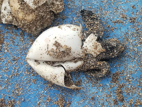 © APA/AFP/Afroz Shah/Handout Oliv-Bastardschildkröte am Strand von Mumbai