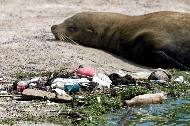 © Reuters/Guillermo Granja Robbe und Plastikmüll auf einem Strand