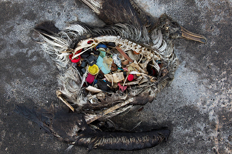 © AP/USFWS/Dan Clark Toter Vogel mit Plastikmüll im Magen