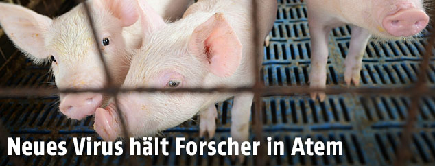 Ferkel in einem Stall