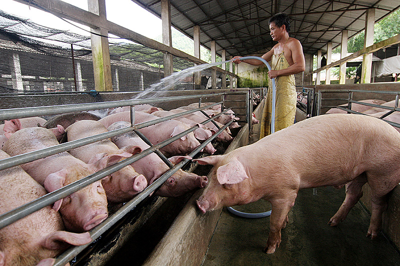 © AP/Imaginechina Schweine in Zhongshan city (Guangdong) im August 2006