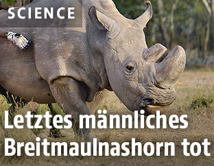 Breitmaulnashorn Sudan