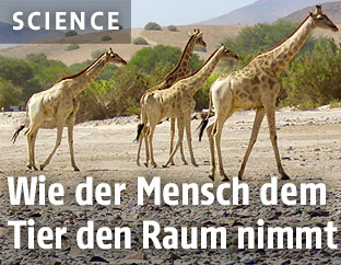 Giraffen