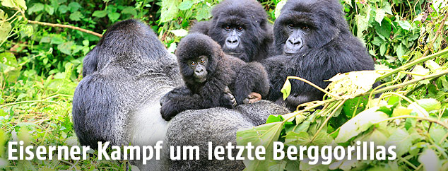 Berggorillas im Virunga-Nationalpark in der Demokratischen Republik Kongo