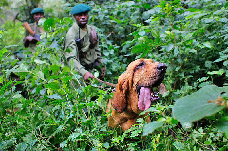 © AP/Jerome Delay Ranger mit Bluthund im Virunga-Nationalpark in der Demokratischen Republik Kongo