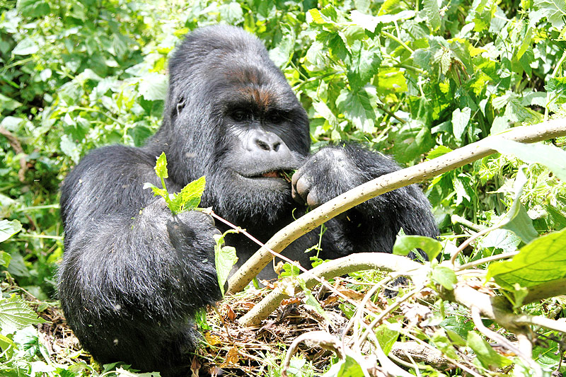 © Reuters/Kenny Katombe Männlicher Gorilla im Virunga-Nationalpark in der Demokratischen Republik Kongo