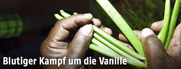 Mann hält grüne Vanilleschoten in Hand