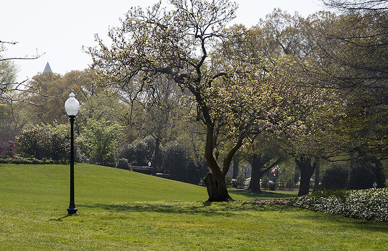 © APA/AP/Carolyn Kaster Rasen auf dem Grund des Weißen Hauses in Washington DC