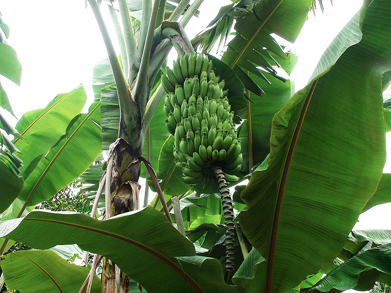 © Getty Images/Livinus Bananenbaum mit Früchten
