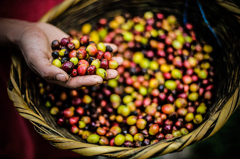 © APA/AFP/Inti Ocon Kaffeebohnen in einer Hand