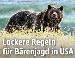 Grizzlyb&auml;ren im Yellowston Nationalpark
