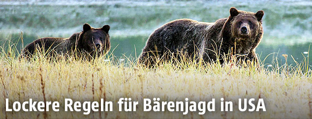Grizzlybären im Yellowston Nationalpark