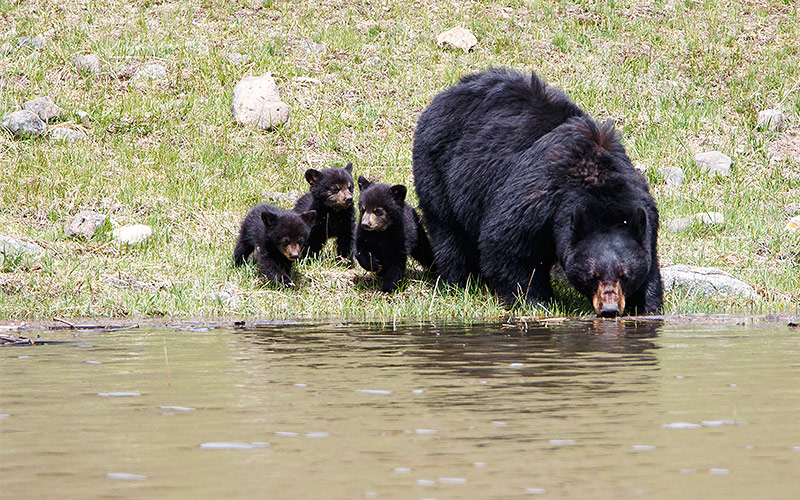 © Getty Images/Bryant Aardema/Bryants wildlife images Schwarzbärmutter mit Jungen