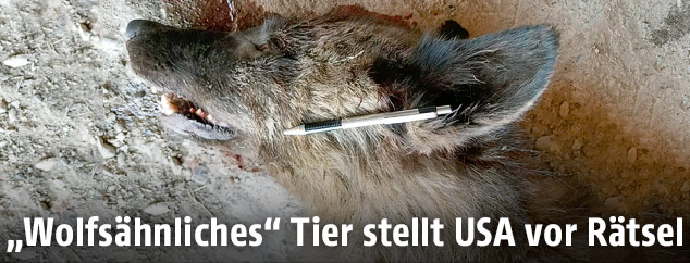 Kopf eines unbestimmten Wolfs