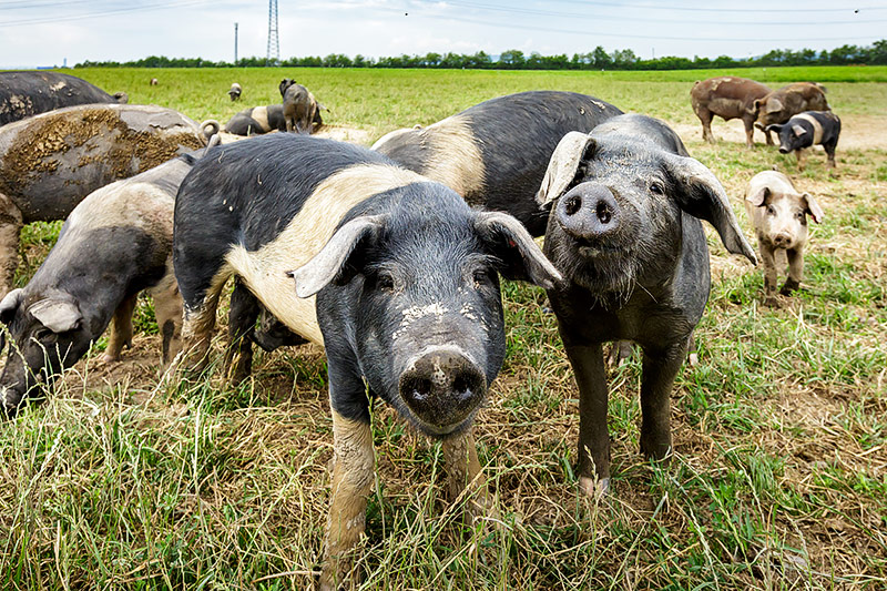 © ORF.at/Christian Öser Schweine auf einer Wiese