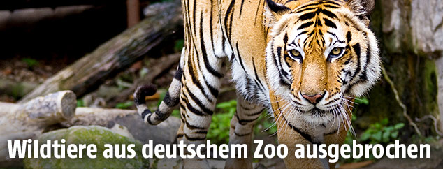 Tiger in einem Zoo