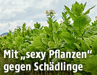 Tabakpflanzen