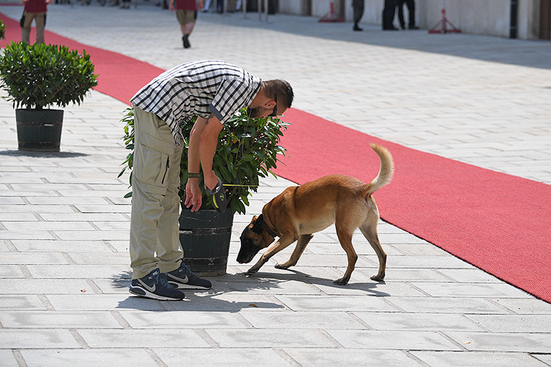 © APA/Roland Schlager Ein Spürhund vor einem Pflanzentrog