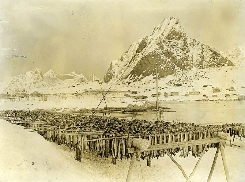 © Norwegian Fisheries Museum, Museum Vest; Foto: Anders B. Wilse Aufgehängter Kabeljau, der durch Trocknen zu Stockfisch wird, 1924