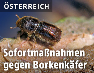Borkenkäfer