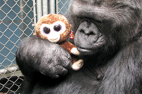 © www.koko.org/The Gorilla Foundation/Ron Cohn "Koko" die Gorilladame