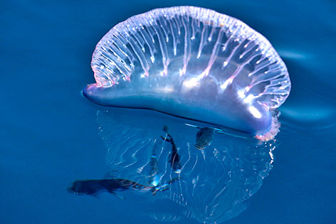 Portugiesische Galeere