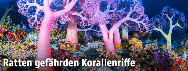 Korallen