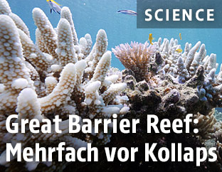 Korallen