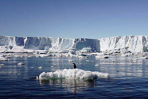 Pinguin