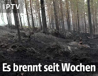 Verbrannter Wald