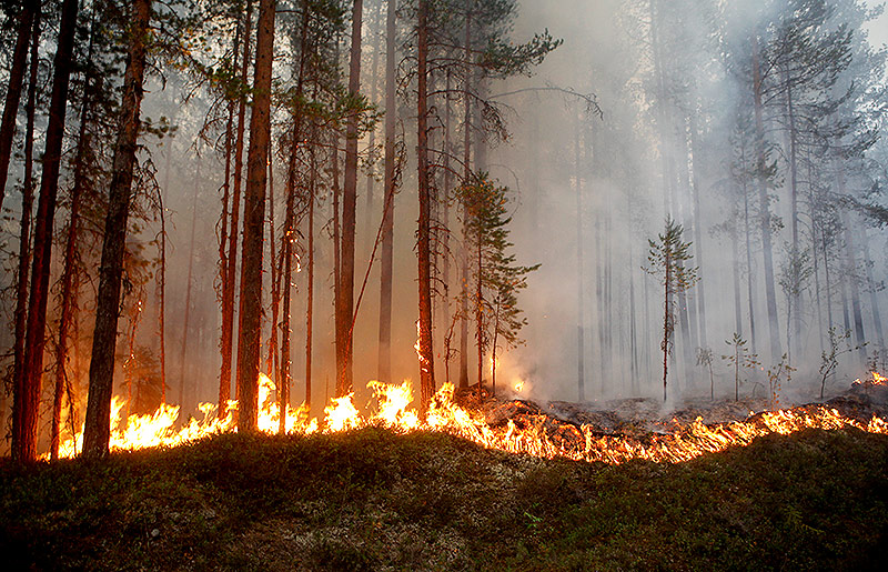 Waldbrand in der Nähe von Karbole