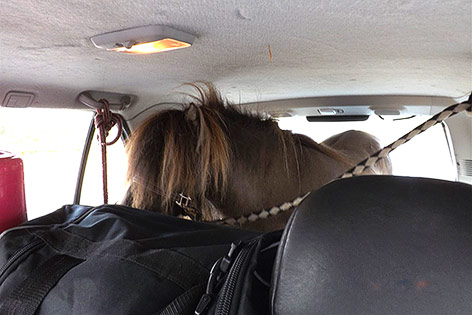 © Polizei Münster Shetlandpony in einem Kofferraum