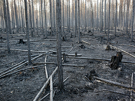 © AP/TT News Agency/Mats Andersson Verbrannte Bäume in einem Wald in Angra (Schweden)