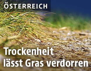 Verdorrtes Gras