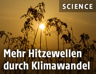 Vertrocknete Pflanzen