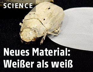 Käfer aus der Gattung Cyphochilus und neues Material