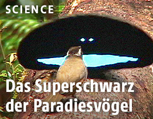 Paradiesvogel mit gespreitztem Federkragen