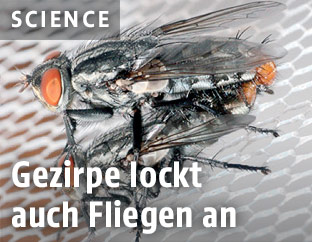 Fliegen