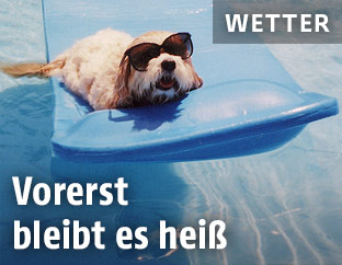 Hund im Pool